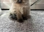 Cabbys Ragdoll kittens - Ragdoll Kitten For Sale - Peabody, MA, US