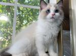 Seal bicolor Girl Sweetie - Ragdoll Kitten For Sale - Fontana, CA, US