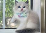 Blue bicolor Boy - Ragdoll Kitten For Sale - Fontana, CA, US