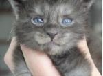 Litter I - Maine Coon Kitten For Sale - Las Vegas, NV, US