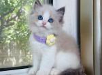 Seal bicolor purple - Ragdoll Kitten For Sale - Fontana, CA, US