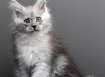Emika - Maine Coon Kitten For Sale - Las Vegas, NV, US
