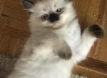 Himalayan kittens - Himalayan Kitten For Sale - Laguna Woods, CA, US