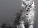 Eliana - Maine Coon Kitten For Sale - Las Vegas, NV, US