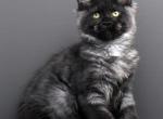 Yana - Maine Coon Kitten For Sale - Las Vegas, NV, US