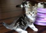 Sandra - Scottish Straight Kitten For Sale - Plymouth, MA, US