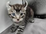 Friends litter - Highlander Kitten For Sale - Rockford, IL, US