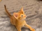 Macye - Abyssinian Kitten For Sale - Northridge, CA, US
