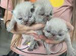 Alpha - Himalayan Kitten For Sale - Ventura, CA, US