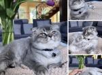 Blue - Scottish Fold Kitten For Sale - Happy Valley, OR, US