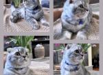 Charlie - Scottish Fold Kitten For Sale - 