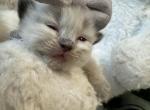 Moana1 - Himalayan Kitten For Sale - Worcester, MA, US