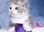 Upcoming Litter Of Autumn Kittens - Domestic Kitten For Sale - Kansas City, MO, US