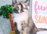 Upcoming Litter Of Autumn Kittens - Domestic Kitten For Sale - Kansas City, MO, US