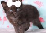 Upcoming Litter Of Autumn Kitties - Bombay Kitten For Sale - Kansas City, MO, US