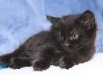 Upcoming Litter Of Autumn Kitties - Bombay Kitten For Sale - Kansas City, MO, US