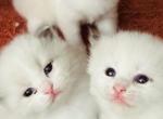 Princess Lea Skywalker & Rico Suave 1ST Litter - Ragdoll Kitten For Sale - 