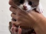 British Babies - British Shorthair Kitten For Sale - 