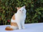 Under - British Shorthair Cat For Sale - San Diego, CA, US