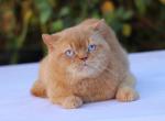 Kai - British Shorthair Cat For Sale - 