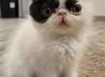 Nala - Exotic Kitten For Sale - San Antonio, TX, US