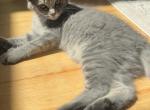 Milky - Domestic Kitten For Sale - Berlin, CT, US