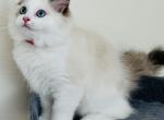 Hydrangea Ragdolls TICA - Ragdoll Kitten For Sale - Murrieta, CA, US