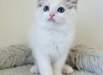 Gardenia Ragdolls TICA - Ragdoll Kitten For Sale - Murrieta, CA, US