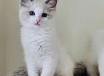 Camellia Ragdolls TICA - Ragdoll Kitten For Sale - 