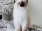 Iris Ragdolls TICA - Ragdoll Kitten For Sale - Murrieta, CA, US