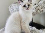 Bluebell Ragdolls TICA - Ragdoll Kitten For Sale - 