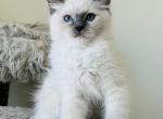 Lavendar Ragdolls TICA - Ragdoll Kitten For Sale - Murrieta, CA, US