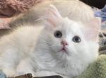 SALE Gweneths Ragdolls - Ragdoll Kitten For Sale - Salem, OR, US