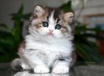 British Munchkin Longhair Girl - Munchkin Kitten For Sale - San Diego, CA, US
