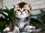TICA Black Golden Girl ny25 - British Shorthair Kitten For Sale - San Diego, CA, US