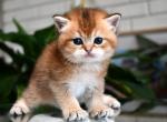 TICA Golden Boy ny11 - British Shorthair Kitten For Sale - San Diego, CA, US