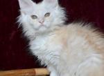 Maine Coon NOV Jazina - Maine Coon Kitten For Sale - Brooklyn, NY, US