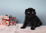 Scottish A Patrick - Scottish Fold Kitten For Sale - Brooklyn, NY, US