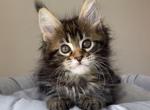 Maine Coon EZ Goldie - Maine Coon Kitten For Sale - Brooklyn, NY, US
