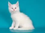 Maine Coon Alva Oxford - Maine Coon Kitten For Sale - Brooklyn, NY, US