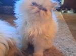 Heavenly - Persian Kitten For Sale - Sumner, WA, US