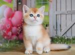 Edik British - British Shorthair Kitten For Sale - Manorville, NY, US