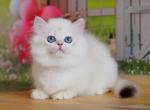 Emma2 British - British Shorthair Kitten For Sale - Manorville, NY, US