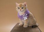 British A Xanti - British Shorthair Kitten For Sale - Manorville, NY, US