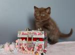 British A Quiana - British Shorthair Kitten For Sale - Manorville, NY, US