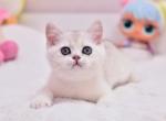 Tiffany2 British - British Shorthair Kitten For Sale - Manorville, NY, US