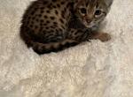 Puma 1 - Savannah Kitten For Sale - Vandalia, OH, US