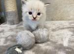 Logan - Ragdoll Kitten For Sale - Freeburg, PA, US