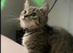 Boris - Scottish Straight Kitten For Sale - Philadelphia, NY, US
