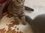 Kirill - Scottish Fold Kitten For Sale - Philadelphia, PA, US